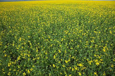 《杀死公主》斩获《INDIELiveExpo Awards》独游大奖